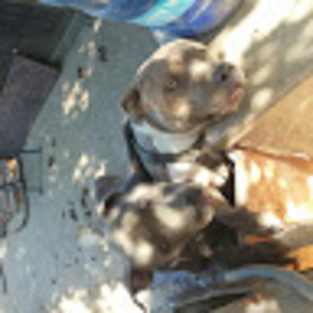 Meet your Posher, Pitbulls
